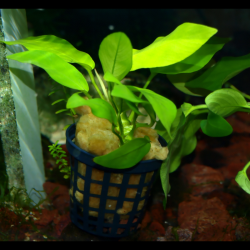 Pot 5 cm