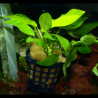 Pot 5 cm