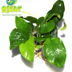 Anubias barteri var. nana - plante d'aquarium épiphyte - Animalerie