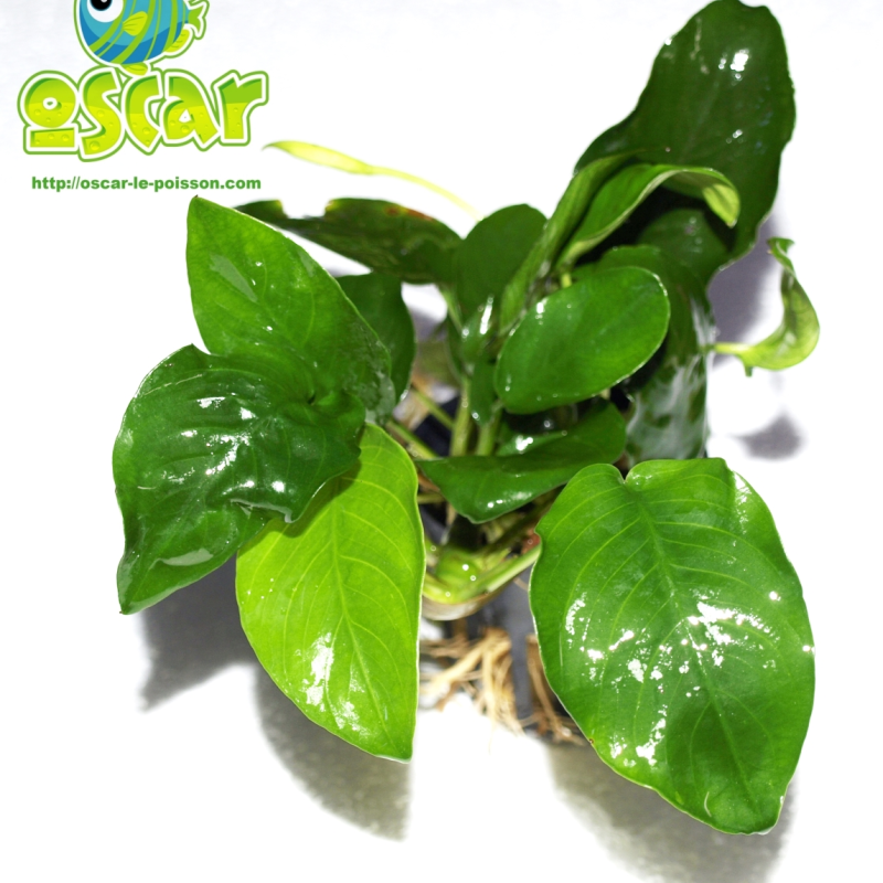 Anubias barteri var. nana - plante d'aquarium épiphyte - Animalerie