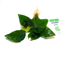 Anubias barteri wrinkle leaf - Anubias barteri var. "feuilles ridées"