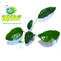Anubias barteri - Plante d'aquarium épiphyte - Oscar le poisson