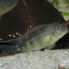 Femelle