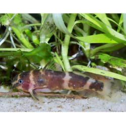 Microsynodontis sp.1 "Nigeria" - Poisson d'aquarium - Oscar le poisson