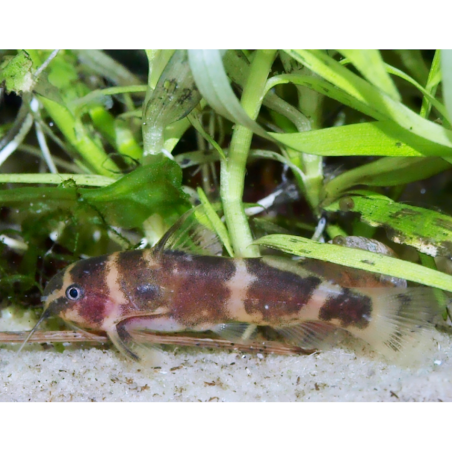 Microsynodontis sp.1 "Nigeria" - Poisson d'aquarium - Oscar le poisson