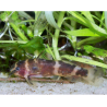 Microsynodontis sp.1 "Nigeria" - Poisson d'aquarium - Oscar le poisson