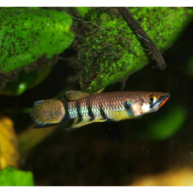 Panchax à gorge rouge - Epiplatys dageti "Monrovia"