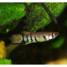Panchax à gorge rouge - Epiplatys dageti "Monrovia"