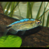 Tétra du Congo bleu diamant - Alestopetersius smykalai - Oscar le poisson