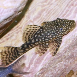Ancistrus commun - Ancistrus sp. - Poisson d'aquarium - algivore