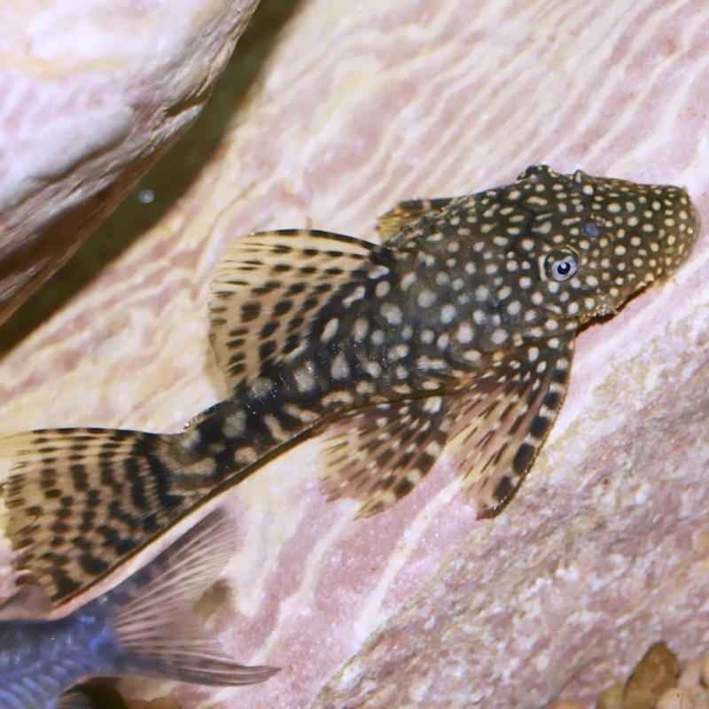 Ancistrus commun - Ancistrus sp. - Poisson d'aquarium - algivore