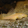 Ancistrus commun gold - Ancistrus sp. - Poisson d'aquarium - algivore