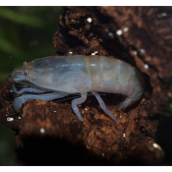 Crevette bleu du Gabon - Atya gabonensis - Crevette balai
