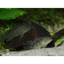Cichlidé tête de lion - Steatocranus casuarius
