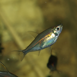 Femelle