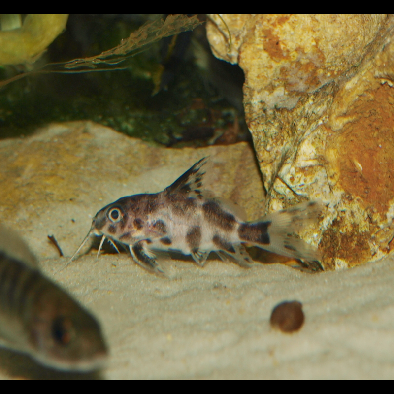 Poisson-chat du Malawi - Synodontis njassae - Oscar le poisson