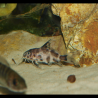 Poisson-chat du Malawi - Synodontis njassae - Oscar le poisson