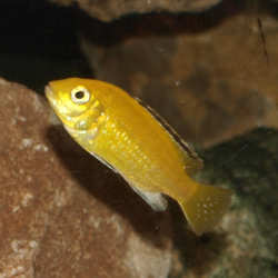 Labidochromis caeruleus - Cichlidé du Malawi - Oscar le poisson