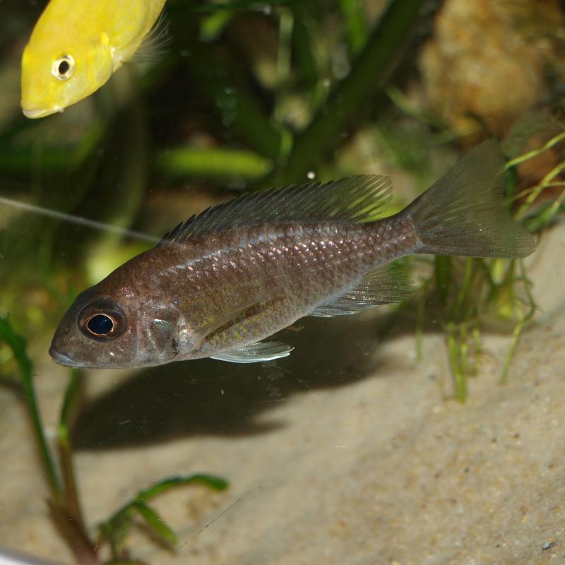 Femelle