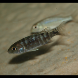 Aulonocara stuartgranti "Red Flush" - Aulonocara hansbaenschi