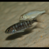 Aulonocara stuartgranti "Red Flush" - Aulonocara hansbaenschi