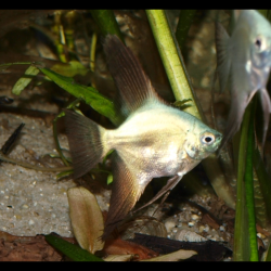 Scalaire bulgarian seal points - Pterophyllum scalare - Cichlidé