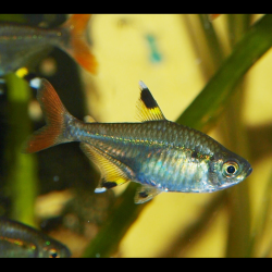 Tétra rayon-X - Pristella maxillaris - Pristella riddlei