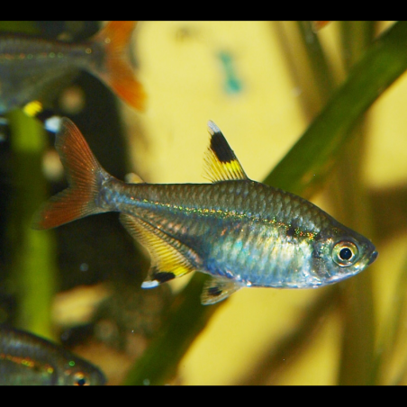 Tétra rayon-X - Pristella maxillaris - Pristella riddlei