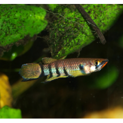 Panchax rouge-gorge - Epiplatys dageti
