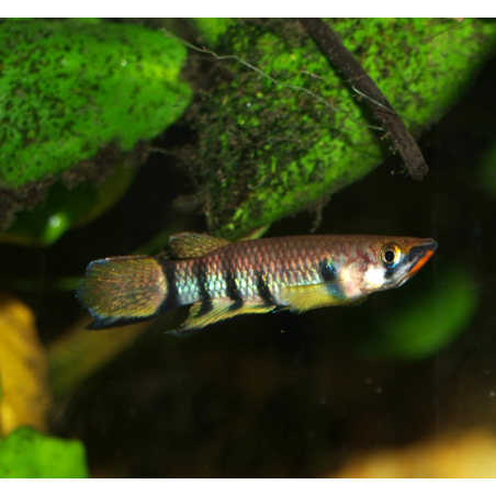 Panchax rouge-gorge - Epiplatys dageti