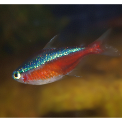 Néon cardinalis - Paracheirodon axelrodi - Tétra cardinalis