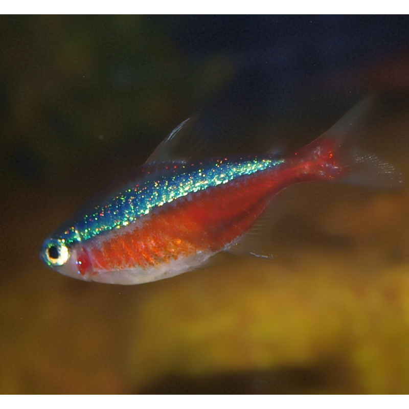Néon cardinalis - Paracheirodon axelrodi - Tétra cardinalis