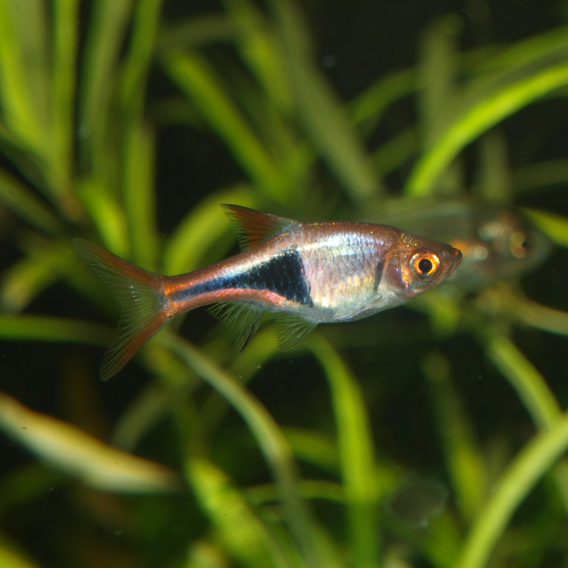 Rasbora arlequin - Trigonostigma heteromorpha - Oscar le poisson