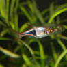 Rasbora arlequin - Trigonostigma heteromorpha - Oscar le poisson
