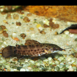 Cambuí - Megalechis thoractata