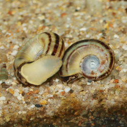Escargot bélier - Marisa cornuarietis - Marisa rotula