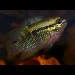 Acara à poitrine rouge - Laetacara dorsigera - Aequidens dorsigera