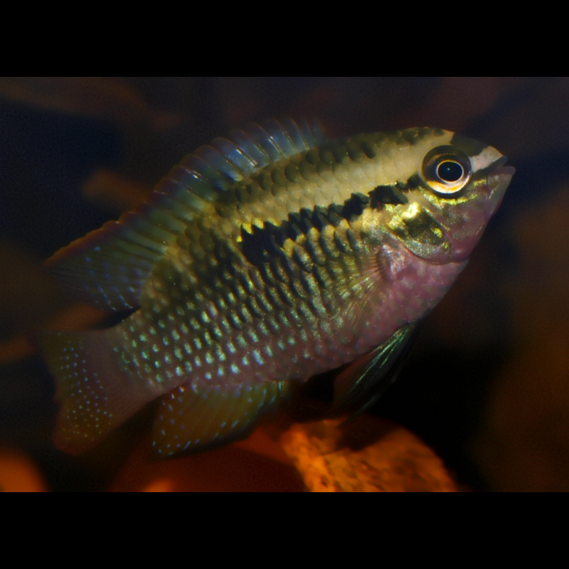 Acara à poitrine rouge - Laetacara dorsigera - Aequidens dorsigera