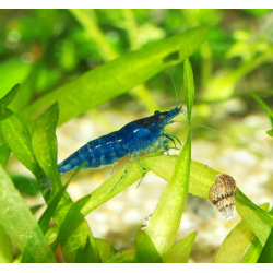Crevette blue velvet - Neocaridina davidii