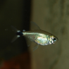 Femelle