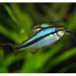 Tétra lapis-lazuli - Hyphessobrycon cyanotaenia