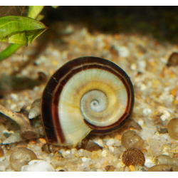Escargot bélier - Marisa cornuarietis