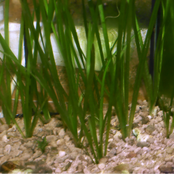 Vallisnerie - Vallisneria spiralis (pied)
