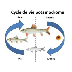 Oscar le poisson animalerie près de Poitiers