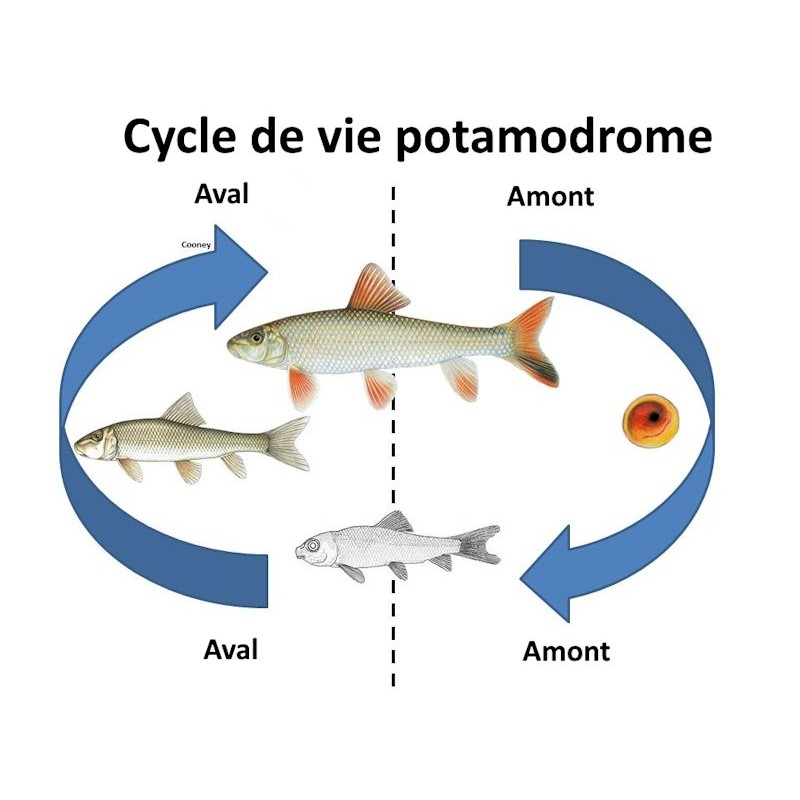 Oscar le poisson animalerie près de Poitiers