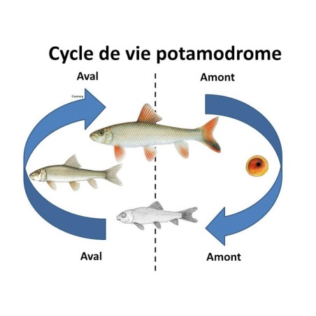 Oscar le poisson animalerie près de Poitiers