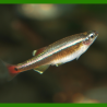 Oscar le poisson animalerie près de Poitiers