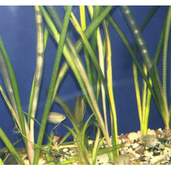 Vallisneria gigantea
