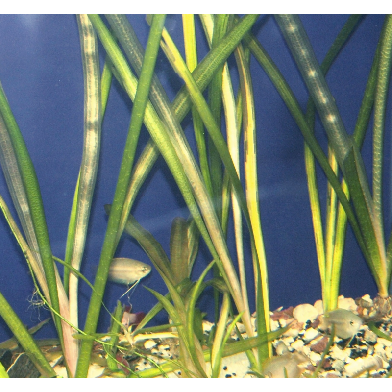 Vallisnerie géante - Vallisneria gigantea