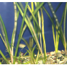 Vallisnerie géante - Vallisneria gigantea